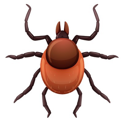 О мерах профилактики клещевого вирусного энцефалита