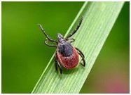 Начало эпидсезона по КВЭ