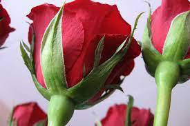 О рекомендациях, как правильно выбрать живые цветы