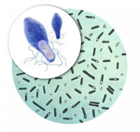 23 июня состоялась пресс-конференция  в Правительстве Амурской области  посвященная профилактике инфекционных заболеваний  в летний период времени
