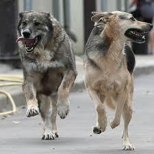 Напоминаем об основных мерах профилактики бешенства 