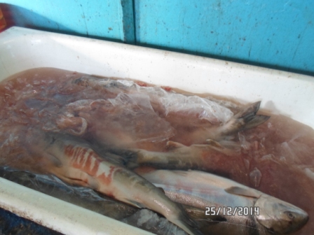 Приостановлена деятельность цеха по переработке рыбы индивидуального предпринимателя  Гуркиной Юлии Владимировны