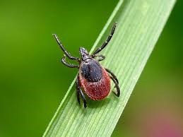 Управление Роспотребнадзора по Амурской области напоминает о мерах профилактики клещевого вирусного энцефалита.