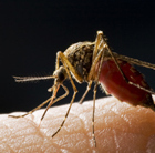 О профилактике укусов комаров