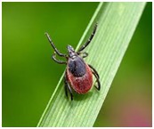 Проведение акарицидных обработок