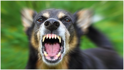 Бешенство! Можно предупредить, излечить нельзя!