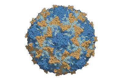 О сезонной аллергии в период сохранения рисков распространения новой коронавирусной инфекции
