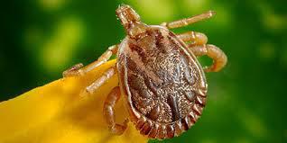 Оперативная информация об инфекциях, передающихся клещами за 25 неделю (12.06.2020г. – 18.06.2020г.)