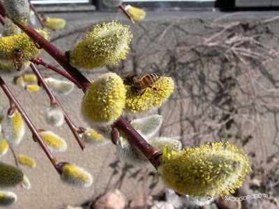 О профилактике природно-очаговых инфекций