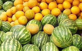 О реализации бахчевых культур