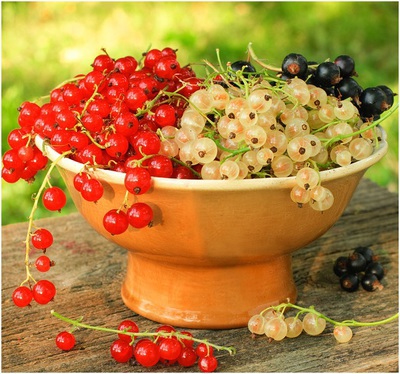 Черная, белая, красная: какая смородина лучше