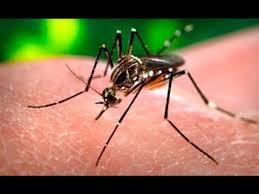 О вспышке лихорадки Денге во Вьетнаме