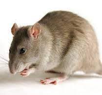 Об инфекционных заболеваниях, передающихся крысами