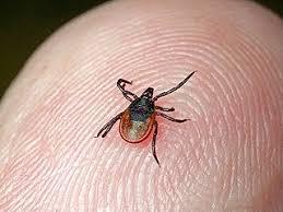 О мерах профилактики клещевого вирусного энцефалита