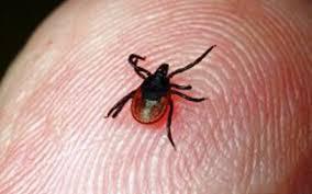 Главам муниципальных образований Зейского района рассказали о профилактике ботулизма и клещевых инфекций