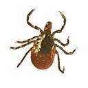 Работодателям (юридическим лицам и индивидуальным предпринимателям) о мерах профилактики клещевых инфекций