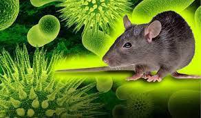 Из истории эпидемиологии: Геморрагическая лихорадка с почечным синдромом (ГЛПС)