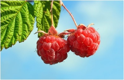 Малина – для сердца и мозга