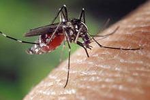 25 апреля - Всемирный День борьбы с малярией