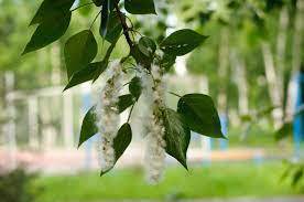 О профилактике сезонной аллергии при появлении тополиного пуха