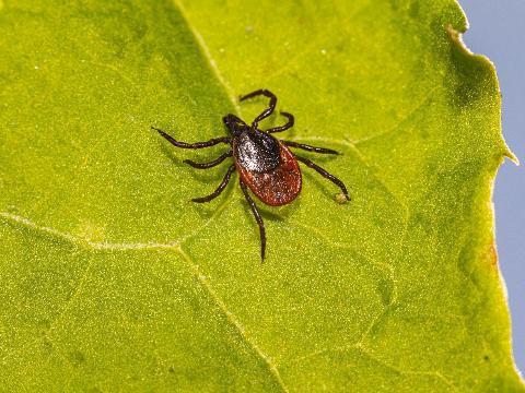 Роспотребнадзор напоминает о значимости акарицидных обработок в преддверии сезона активности клещей