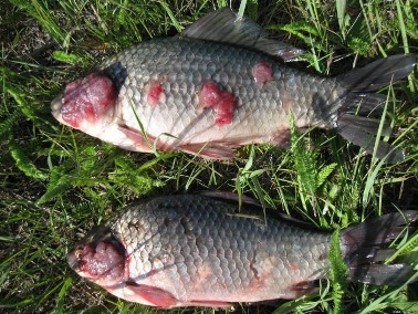 В Амурской области начаты экспедиционные исследования в рамках Программы изучения зараженности промысловых пресноводных видов рыб личиночными формами гельминтов